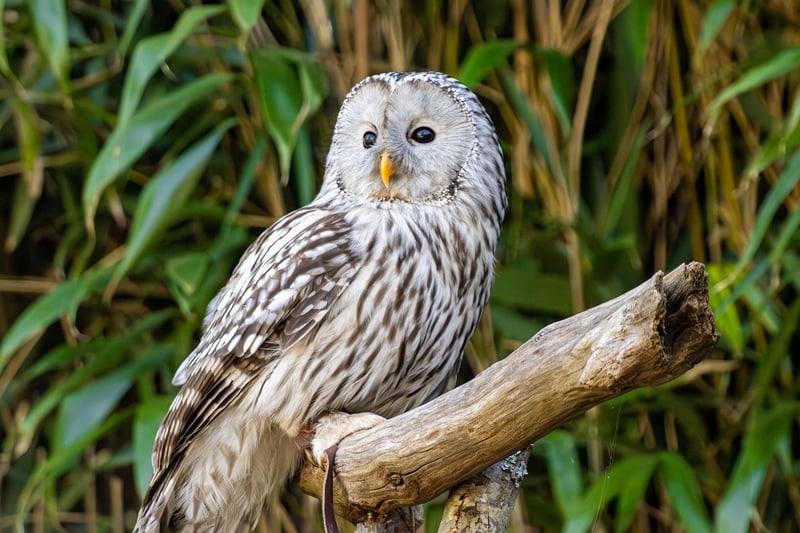 Bird Watching