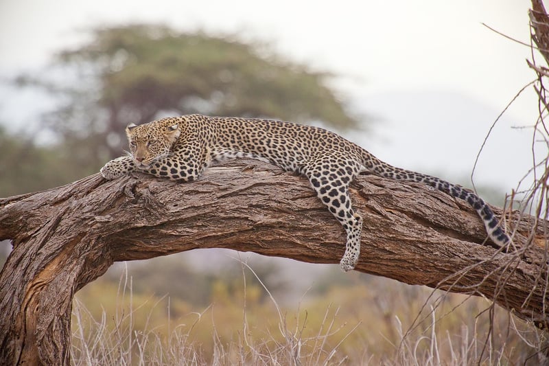 Night Safari